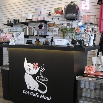 Cat Cafe Maui - Cat Cafe Maui's front desk and little store. - Pet Adoption Near Me - Kahului, Hawaii