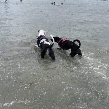 Coronado Dog Beach - Beaches Near Me - Coronado, California Coronado Dog Beach - Beaches Near Me - Coronado, California
