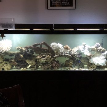 Tropical Treasures - Thank You Tropical Treasures!!! - Local Fish Stores Near Me - Phoenix, Arizona