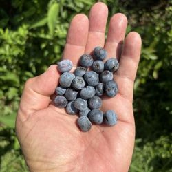 Wagner Berry Farm