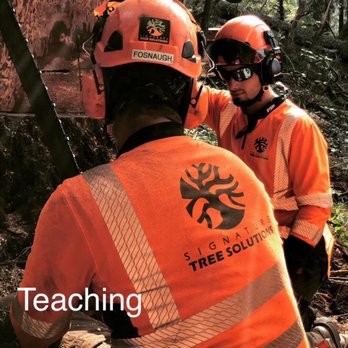 Signature Tree Solutions - Teaching the next generation is our key to success! - Tree Services Near Me - Benicia, California Signature Tree Solutions - Teaching the next generation is our key to success! - Tree Services Near Me - Benicia, California