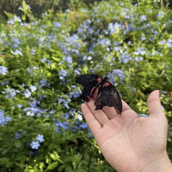 Butterfly Wonderland - Butterfly! - Botanical Gardens Near Me - Scottsdale, Arizona