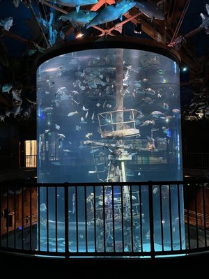 Wonders Of Wildlife National Museum & Aquarium by null