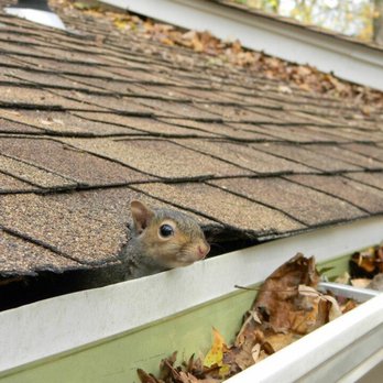 Wildlife Control Specialists - I see you! - Wildlife Control Near Me - Lebanon, New Jersey Wildlife Control Specialists - I see you! - Wildlife Control Near Me - Lebanon, New Jersey