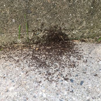 Travis Pest Control - Pest Control Near Me - Cedar Springs, Michigan