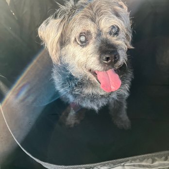 Veterinary Eye Clinic - Jobiie on the way to his pre surgery appointment with Dr Sheehan - Veterinarians Near Me - Alhambra, California Veterinary Eye Clinic - Jobiie on the way to his pre surgery appointment with Dr Sheehan - Veterinarians Near Me - Alhambra, California