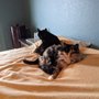 Photo of Sun City West Animal Hospital