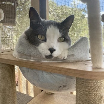 Apollo Veterinary - Toby - Veterinarians Near Me - Wimberley, Texas Apollo Veterinary - Toby - Veterinarians Near Me - Wimberley, Texas