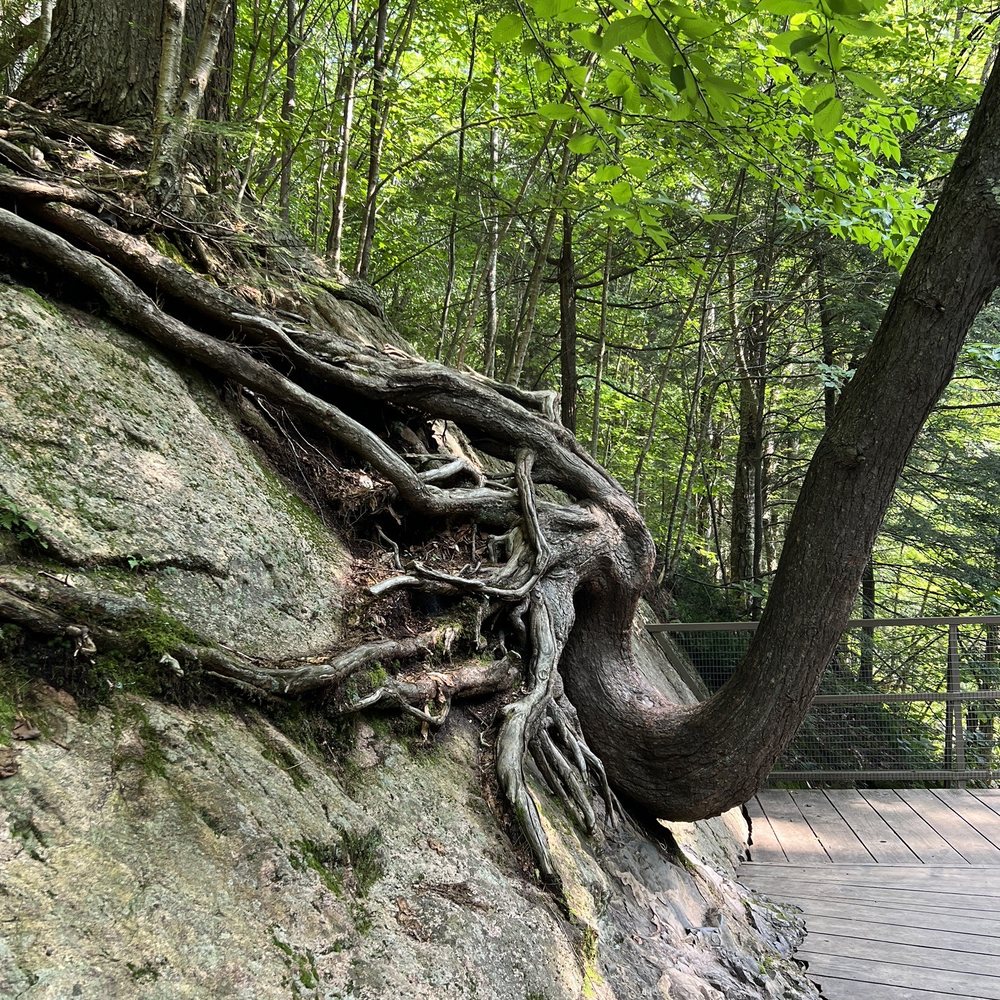 High Falls Gorge - a tree growing on a rock - Cafes Near Me - Wilmington, New York High Falls Gorge - a tree growing on a rock - Cafes Near Me - Wilmington, New York