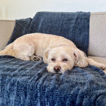 Barking Beauties - Pet Groomers Near Me - Palm Springs, California
