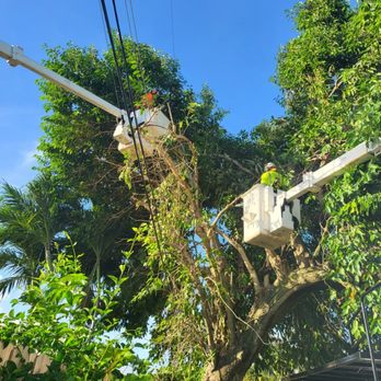 Yanez Tree Expert - Tree Services Near Me Yanez Tree Expert - Tree Services Near Me
