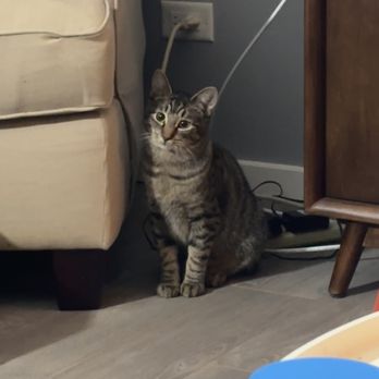 St Sophia's Forgotten Felines - Animal Shelters Near Me - Wheaton, Illinois
