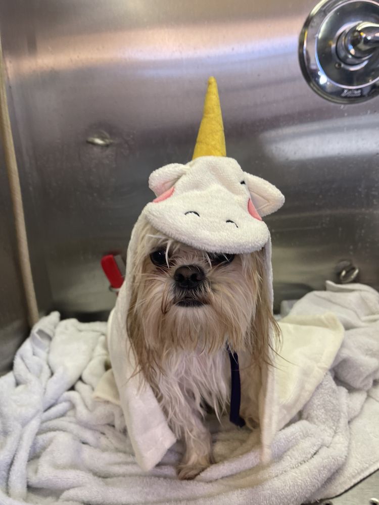 MEWOW MOBILE PET GROOMING Updated July 2024 60 Photos Gulfport