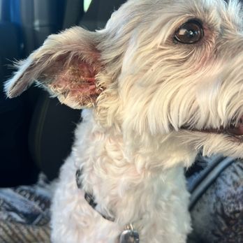 Hounds Town - Pet Groomers Near Me - Little Elm, Texas