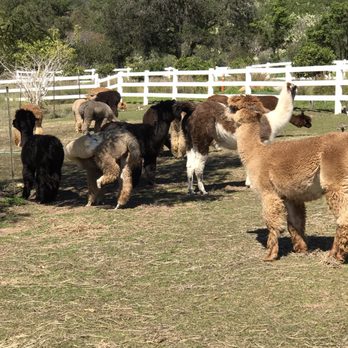 Canzelle Alpacas - More cuteness - Farms Near Me - Carpinteria, California