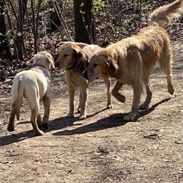 My pup meeting some nice Goldens. My pup meeting some nice Goldens.