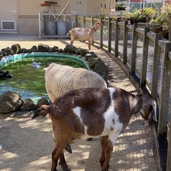 Laguna Honda Hospital & Rehabilitation Center - Petting zoo
