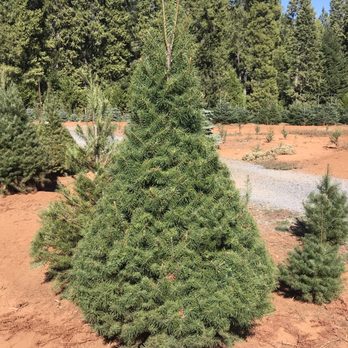 McBurney Tree Farm - Christmas Trees Near Me - Grass Valley, California McBurney Tree Farm - Christmas Trees Near Me - Grass Valley, California