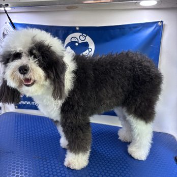 Mymobiledog - Pet Groomers Near Me - North Miami Beach, Florida Mymobiledog - Pet Groomers Near Me - North Miami Beach, Florida