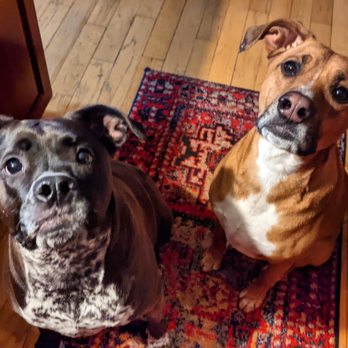 Artemis Pet Services - Pet Sitting Near Me Artemis Pet Services - Pet Sitting Near Me