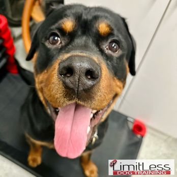 LimitLess Dog Training Temecula - Zeke - Pet Training Near Me LimitLess Dog Training Temecula - Zeke - Pet Training Near Me