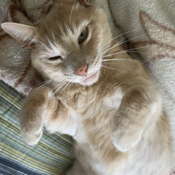Doolittle Pet Hospital - This is our sweet boy Zazu Fly high in the skies baby boy - Veterinarians Near Me - San Leandro, California Doolittle Pet Hospital - This is our sweet boy Zazu Fly high in the skies baby boy - Veterinarians Near Me - San Leandro, California