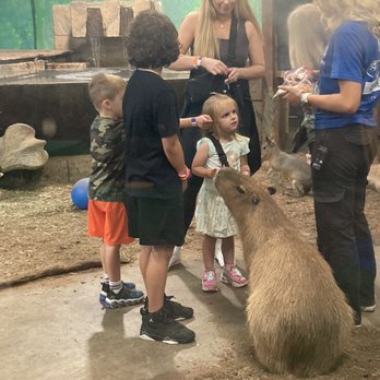 SeaQuest - Folsom - Feeding capybara - Aquariums Near Me - Folsom, California SeaQuest - Folsom - Feeding capybara - Aquariums Near Me - Folsom, California