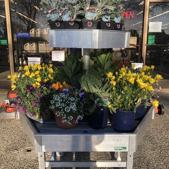 Modesto True Value - Gallon flowers for $5.99 with some 4" flowers sprinkled in for $3.99. There's a nursery in back! - Hardware Stores Near Me - Modesto, California