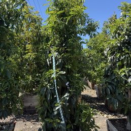 Our beautiful Sir Prize avocado tree Our beautiful Sir Prize avocado tree