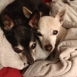All Paws - Jazzy & Mia Together Forever