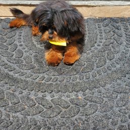 Happily chewing a leaf at grandma's after his grooming. Happily chewing a leaf at grandma's after his grooming.