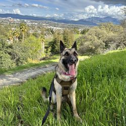 Paso Nogal Park - Happy tired puppy