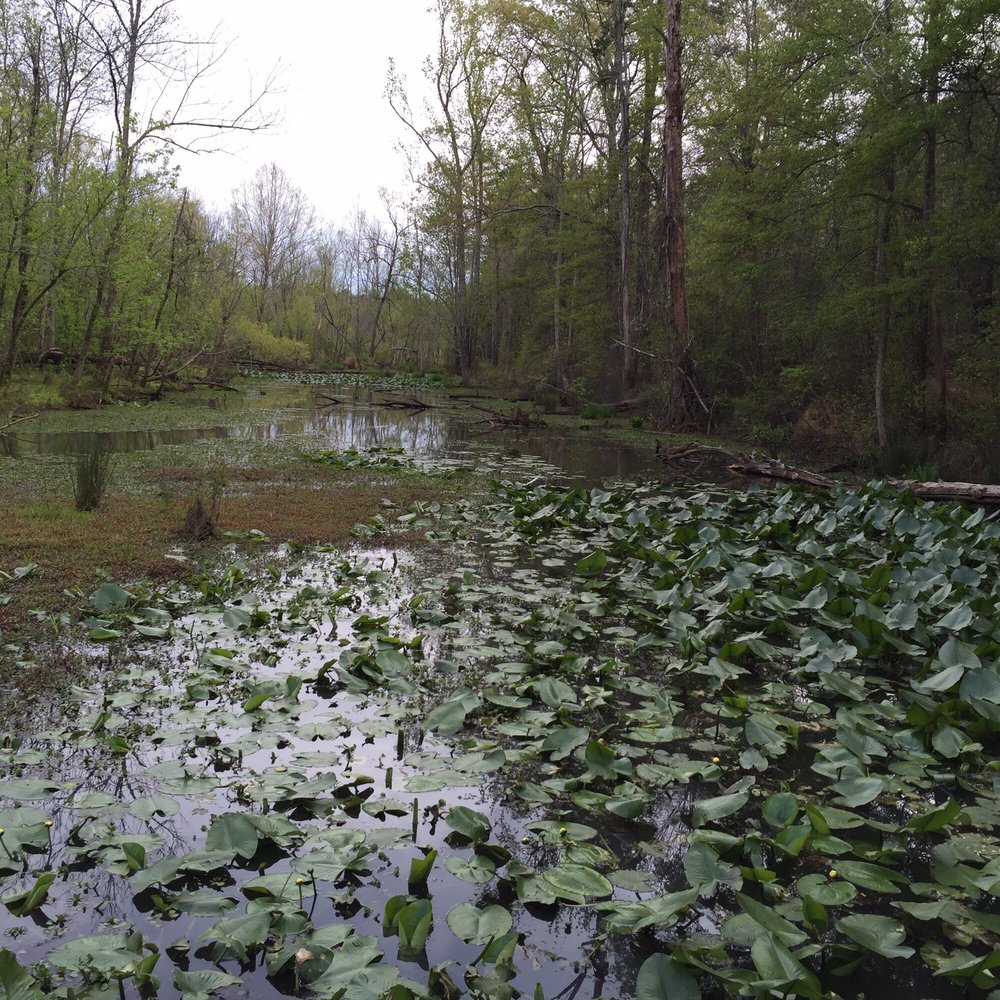 Conestee Nature Preserve - Community Service/Non-Profit Near Me - Greenville, South Carolina Conestee Nature Preserve - Community Service/Non-Profit Near Me - Greenville, South Carolina