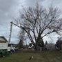 Photo of Tri County Tree