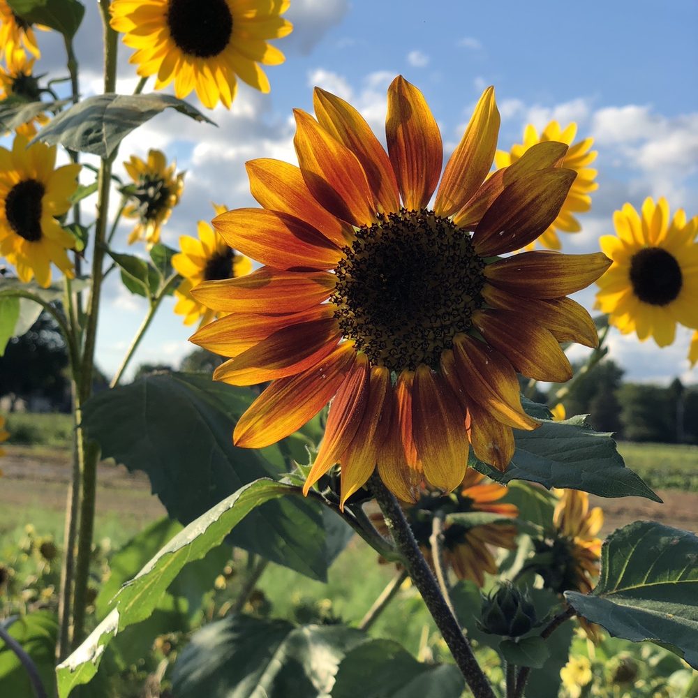 Four Town Farm - Fruits & Veggies Near Me - Seekonk, Massachusetts
