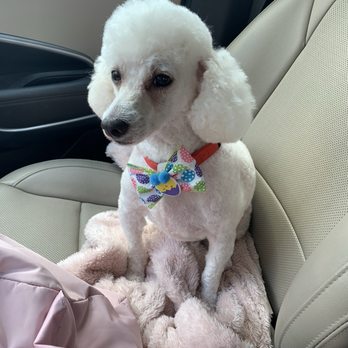 Precious Puppy Spa - Handsome John just got groomed at Precious Puppy Spa. Love to the owner Rita. - Pet Groomers Near Me - Mount Dora, Florida Precious Puppy Spa - Handsome John just got groomed at Precious Puppy Spa. Love to the owner Rita. - Pet Groomers Near Me - Mount Dora, Florida