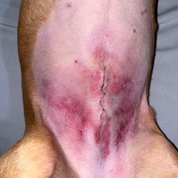 The Pet Clinic - Post unauthorized/ negligent surgery. Look at all the bruising. This on a dog who was already spayed. - Veterinarians Near Me - Salem, Oregon