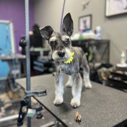 Sirius Pet Styling - Looking for a dog groomer who specializes in Schnauzers?
