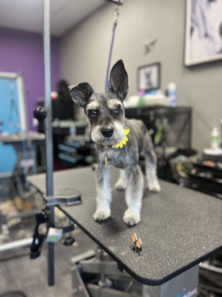 Sirius Pet Styling - pet boarding facility in Las Vegas, NV