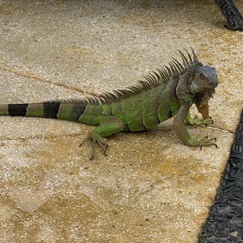 Marival Distinct - The iguana that was in the pool area - Resorts Near Me - Nuevo Vallarta, NAY