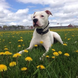Paws N Play Dog Park - George in the dandelions!