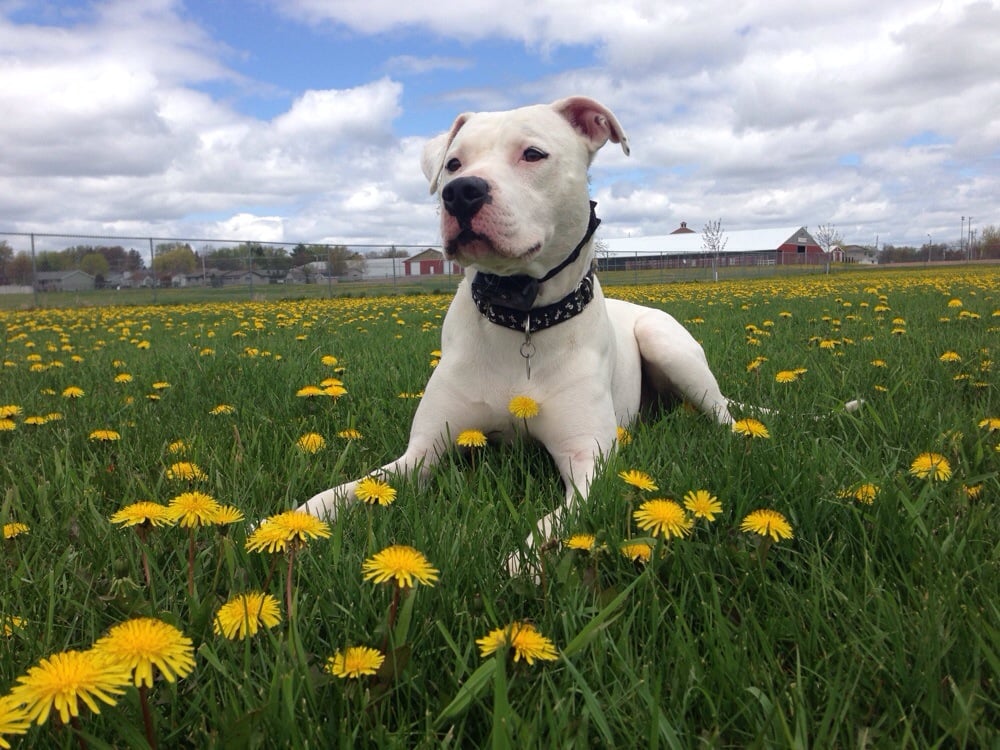 PAWS N PLAY DOG PARK Updated September 2024 21ST Street At S Peach