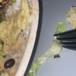 Ladybug in burrito bowl October 2024 Ladybug in burrito bowl October 2024