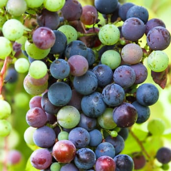 Castle Glen Winery - Verasion - the point in the summer at when the grapes turn purple - Wineries Near Me - Doswell, Virginia Castle Glen Winery - Verasion - the point in the summer at when the grapes turn purple - Wineries Near Me - Doswell, Virginia