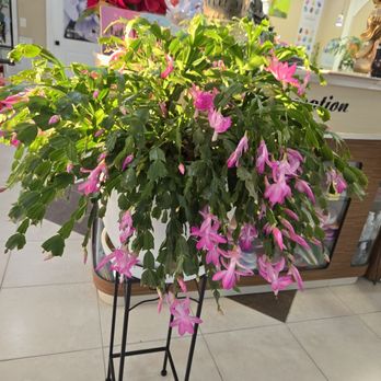 At Nails - Thanksgiving cactus at salon - Nail Salons Near Me - Portland, Oregon At Nails - Thanksgiving cactus at salon - Nail Salons Near Me - Portland, Oregon