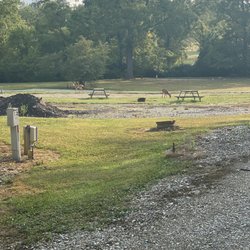 Whispering Pines Family Campground - Deer at the campground