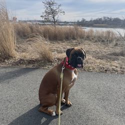 brookside walk + train - Mirabel on a walk, practicing what she learned in foundations training!