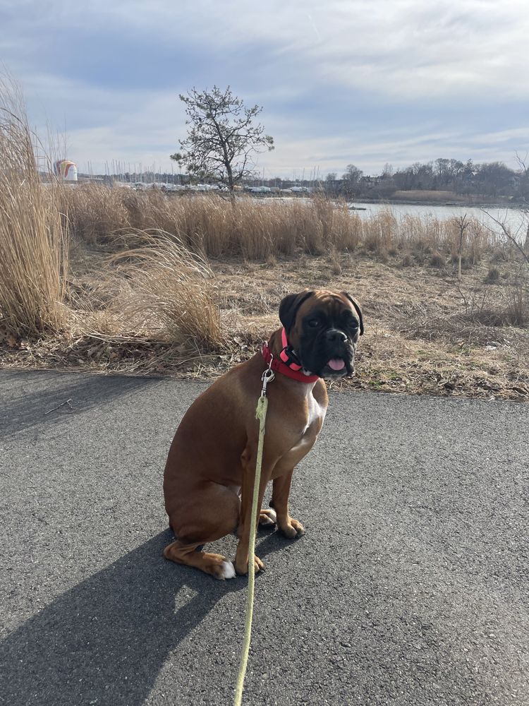 brookside walk + train - pet boarding facility in Boston, MA