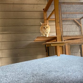 Catio Craftsman - A view from another angle, with one of our cats making an inspection. - Pet Services Near Me Catio Craftsman - A view from another angle, with one of our cats making an inspection. - Pet Services Near Me