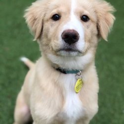 Camp Bow Wow - Sweet Puppies!